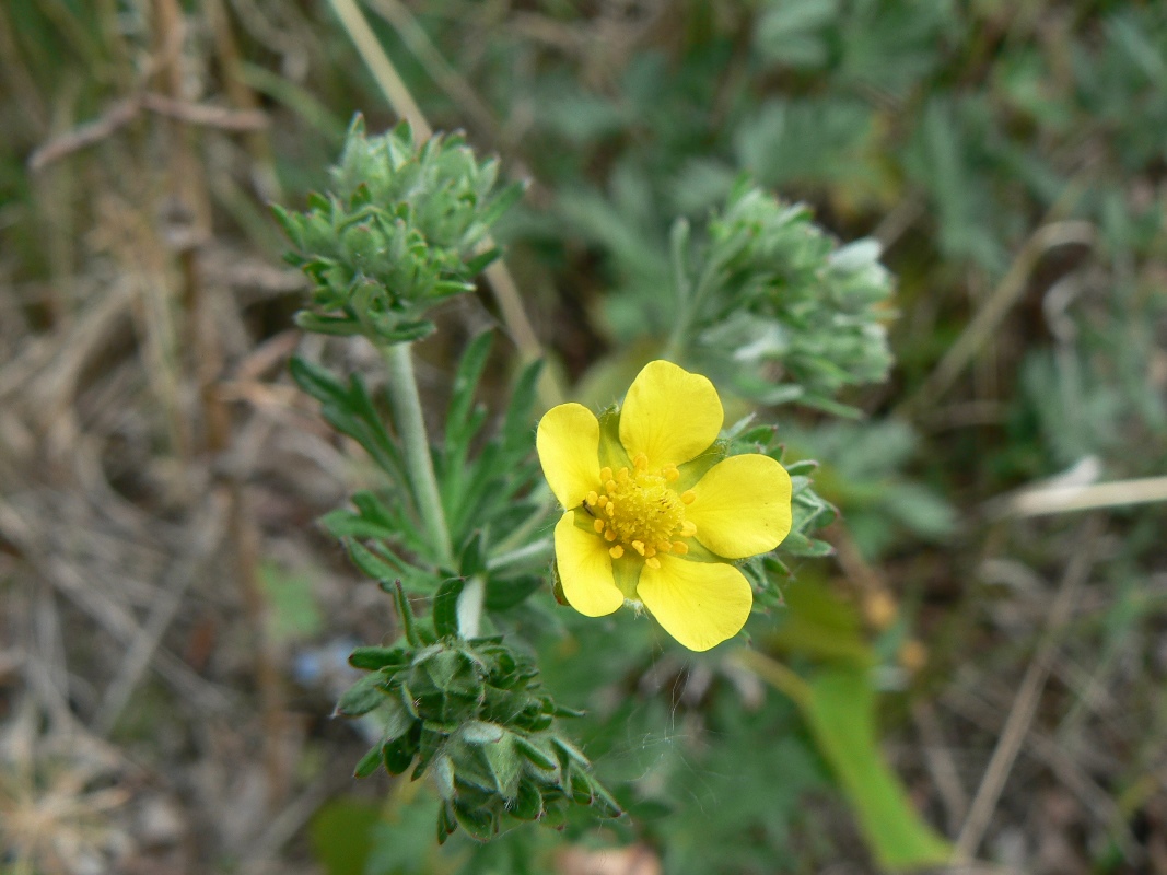 Image of Potentilla argentea specimen.