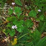 Geranium pyrenaicum. Цветущее растение. Крым, гора Чатыр-Даг, нижнее плато, луговая степь. 30.05.2021.