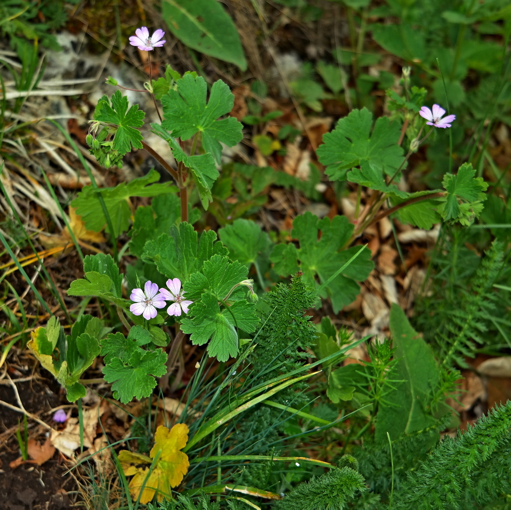 Изображение особи Geranium pyrenaicum.