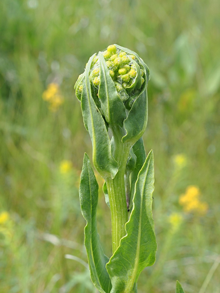 Image of Senecio schwetzowii specimen.