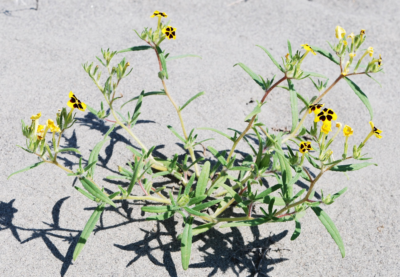 Изображение особи Arnebia coerulea.