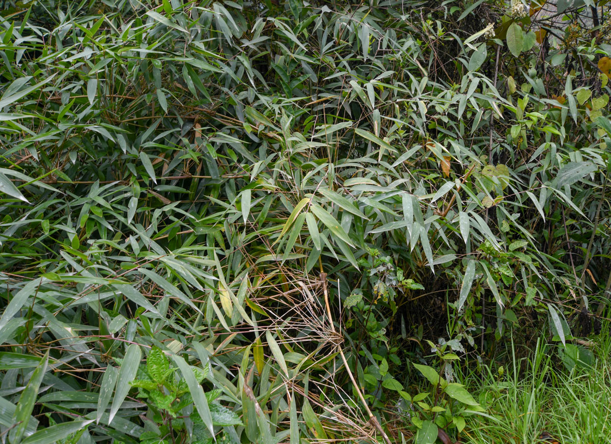 Image of familia Poaceae specimen.