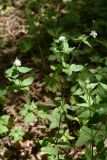 Asperula caucasica