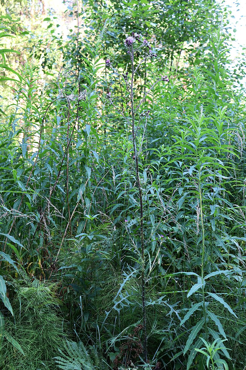 Image of Cirsium palustre specimen.