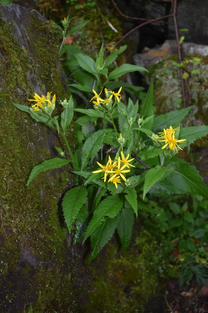 Image of Senecio nemorensis specimen.