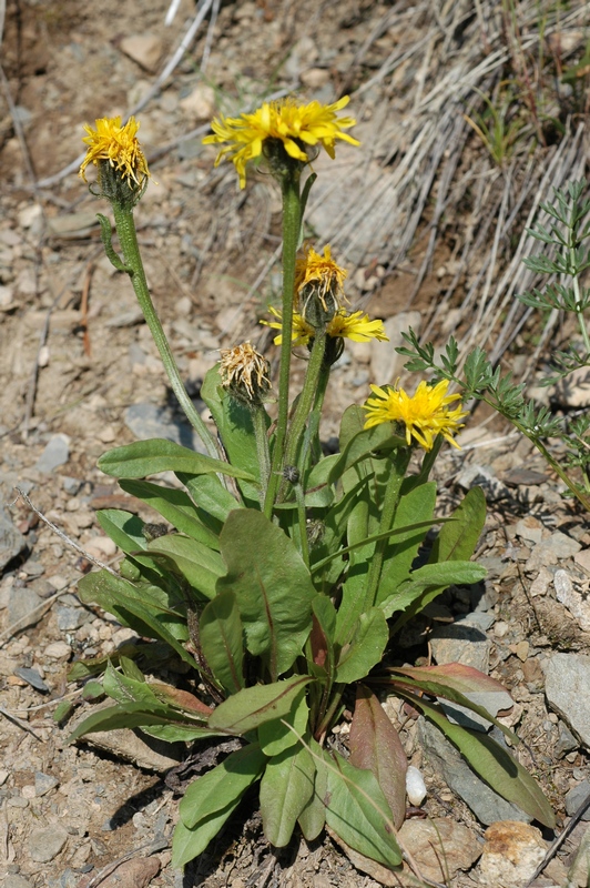 Изображение особи Crepis chrysantha.