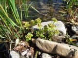 Chrysosplenium tetrandrum