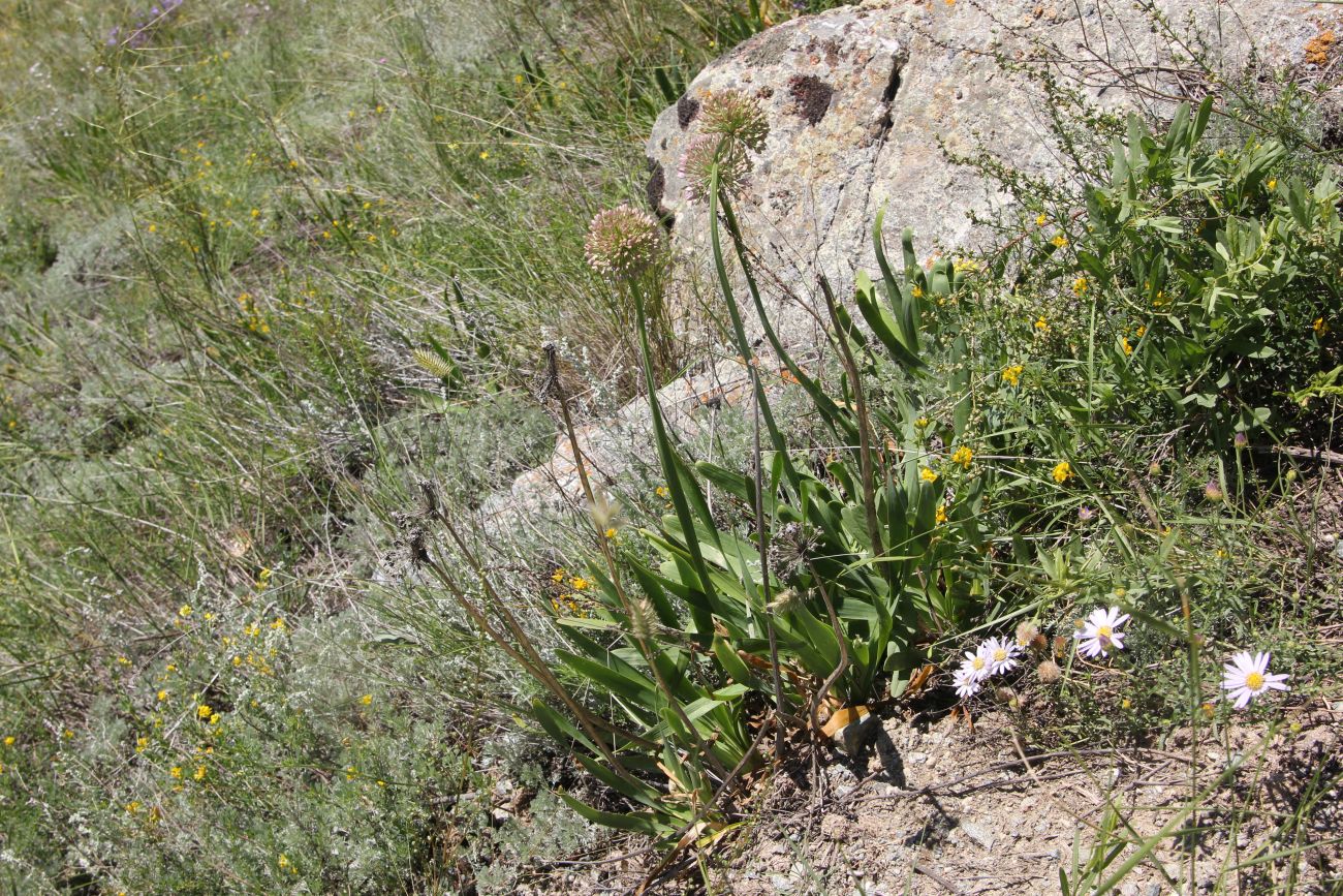 Image of Allium nutans specimen.