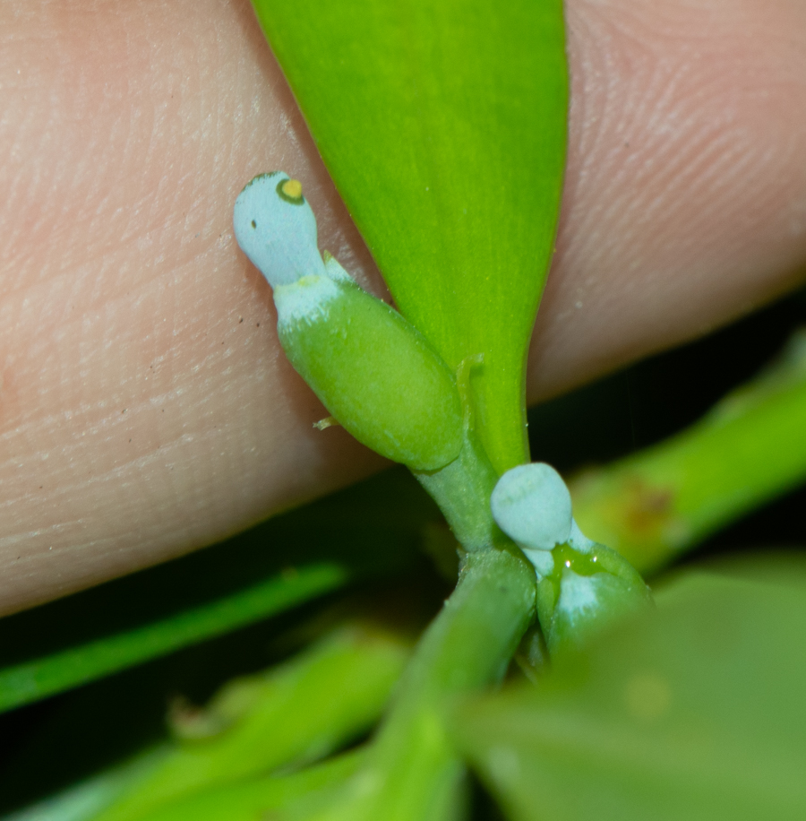 Image of Podocarpus elatus specimen.