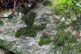 genus Orthotrichum. Вегетирующие и спороносящие растения на камне (известняк) после дождя. Тульская обл., пос. Дубна, дачный участок. 30.11.2021.