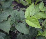 Calycanthus floridus