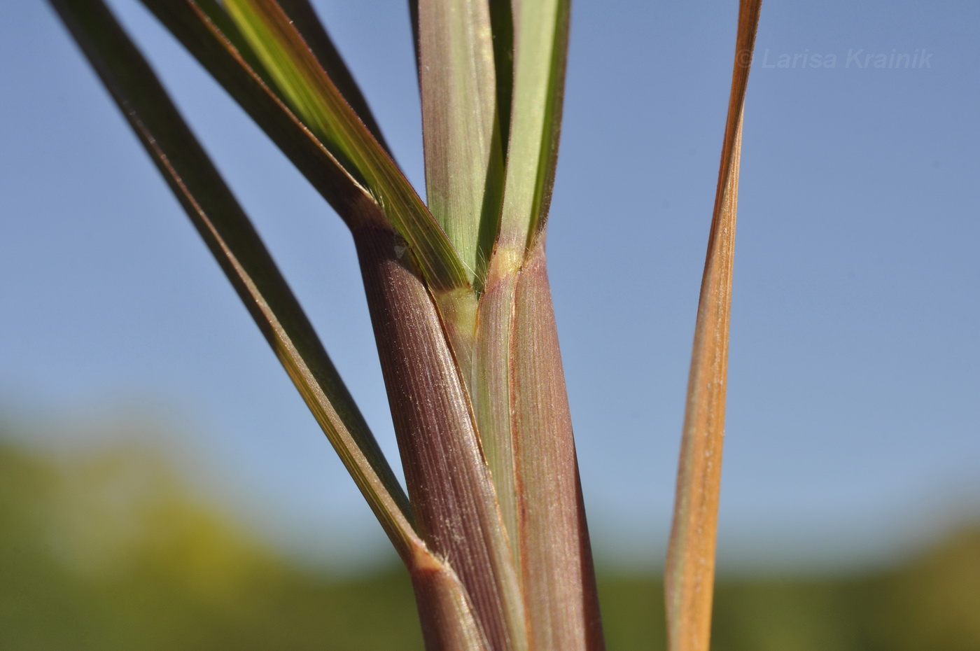 Изображение особи Miscanthus sacchariflorus.