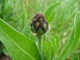 Centaurea subspecies axillaris