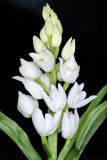 Cephalanthera longifolia. Соцветие и части листьев. Краснодарский край, г/о Сочи, Лазаревский р-н, окр. ж.-д. станции Чемитоквадже, гарь по гребню. 29 апреля 2021 г.