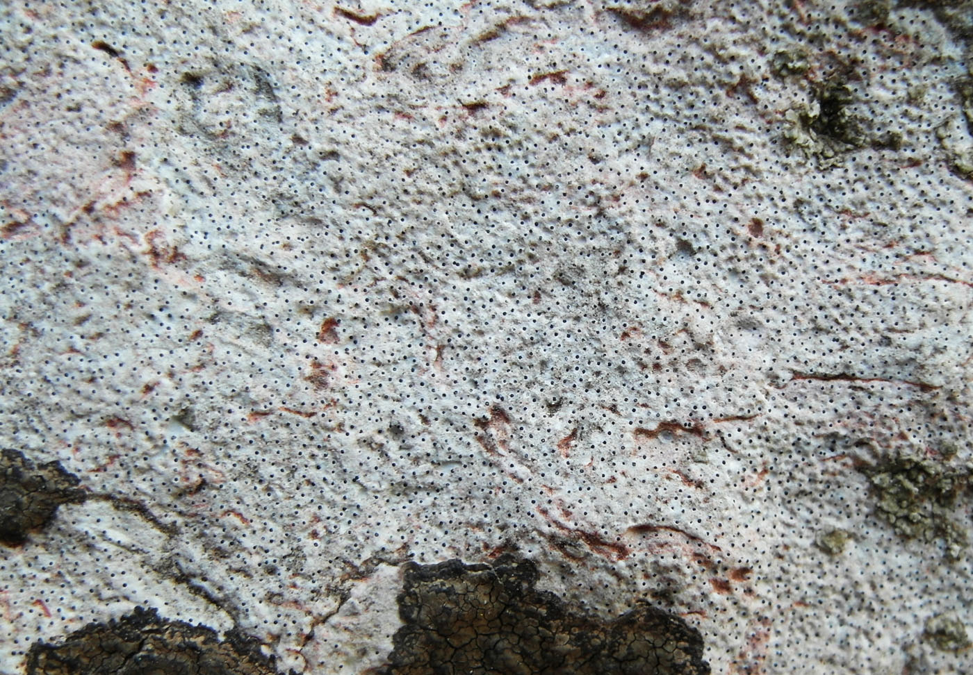 Image of Bagliettoa calciseda specimen.