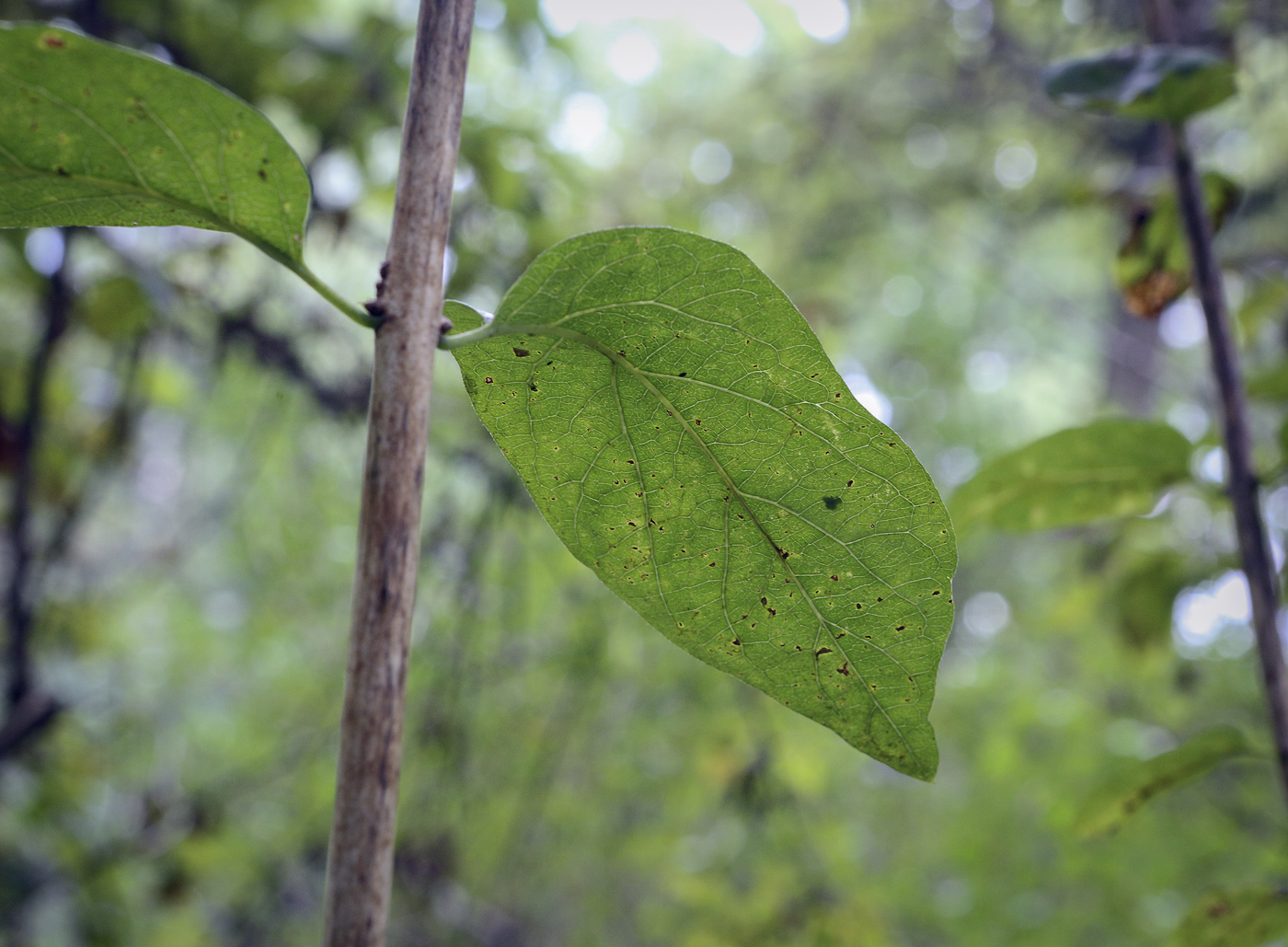 Изображение особи Lonicera tatarica.