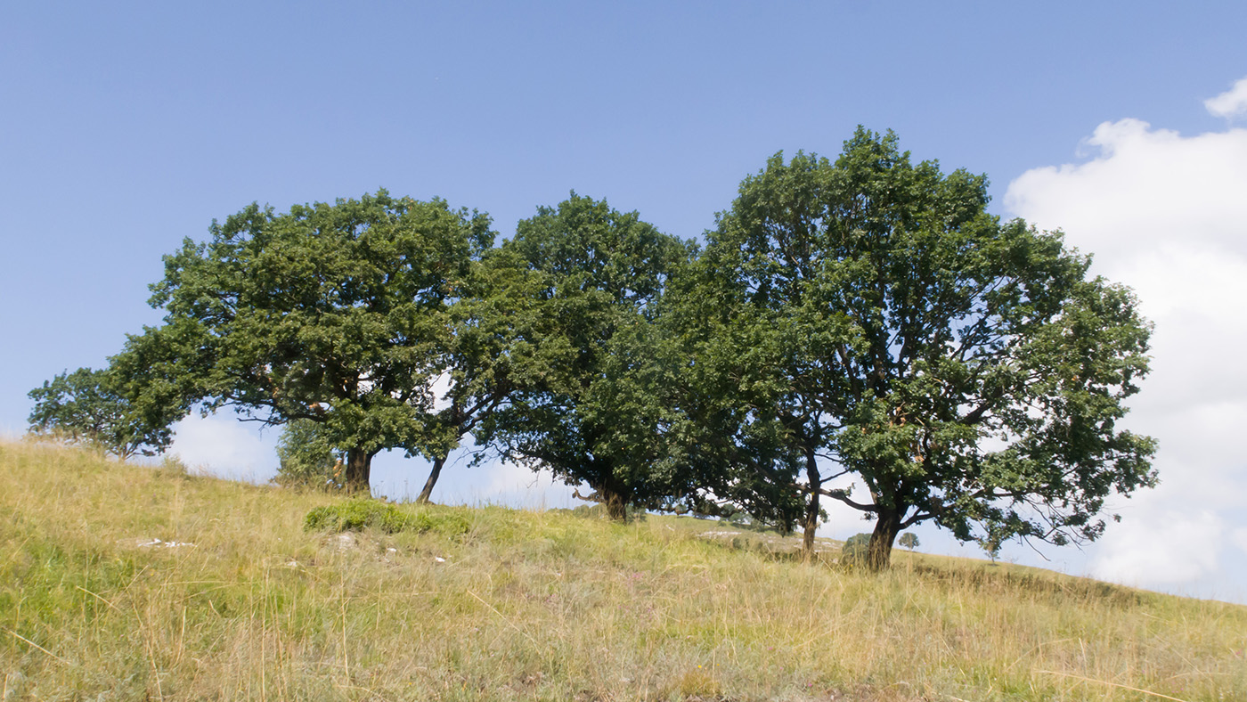 Image of Quercus petraea specimen.