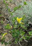 Caragana grandiflora