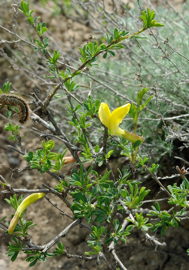 Image of Caragana grandiflora specimen.