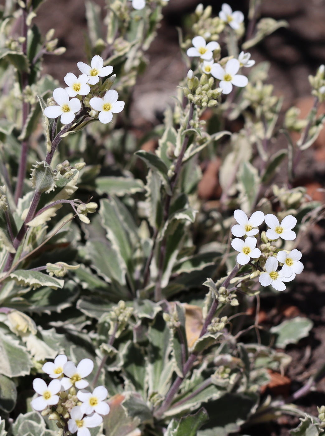 Изображение особи Arabis caucasica.