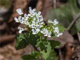 Pachyphragma macrophyllum