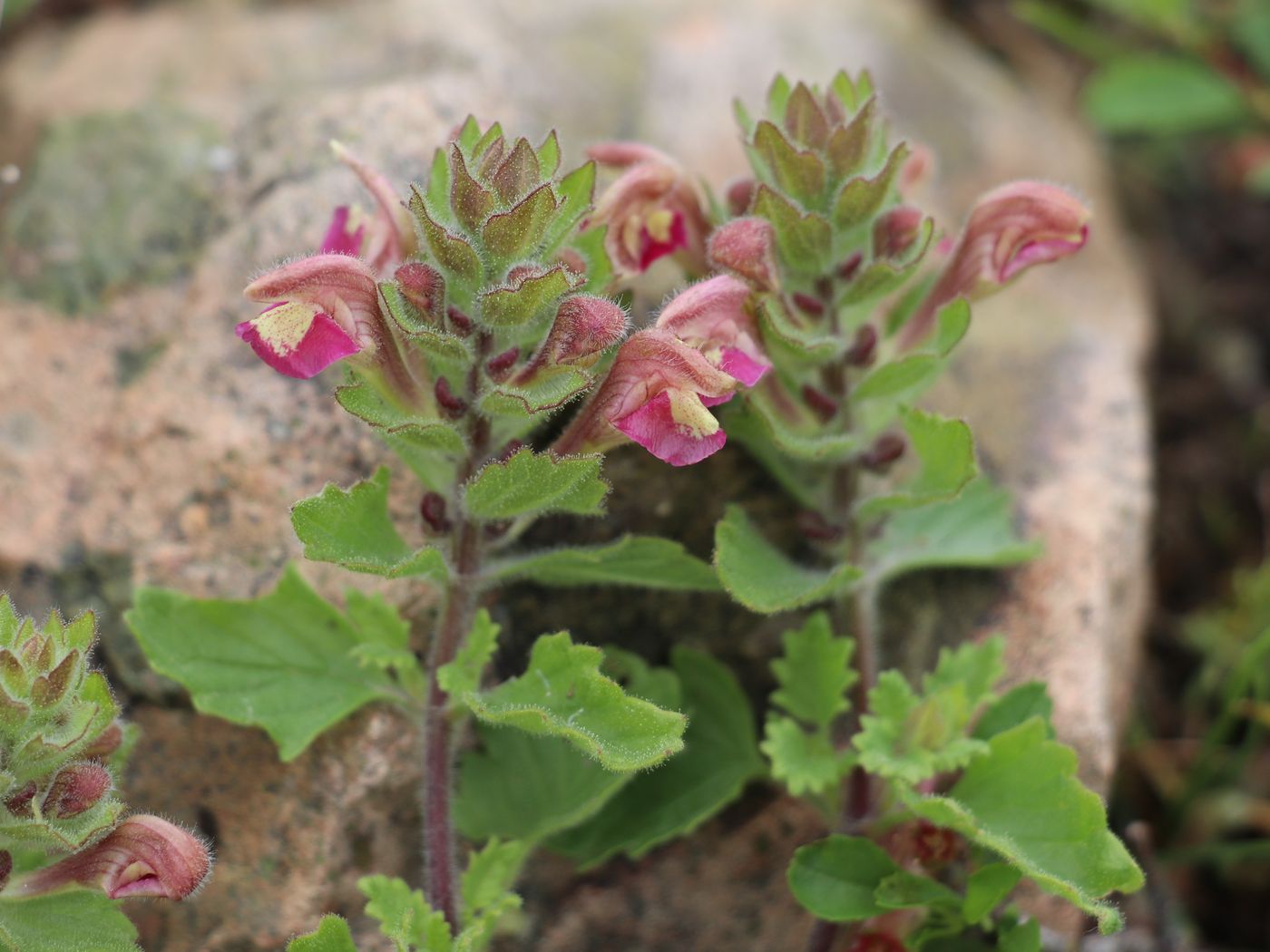 Image of Scutellaria adsurgens specimen.