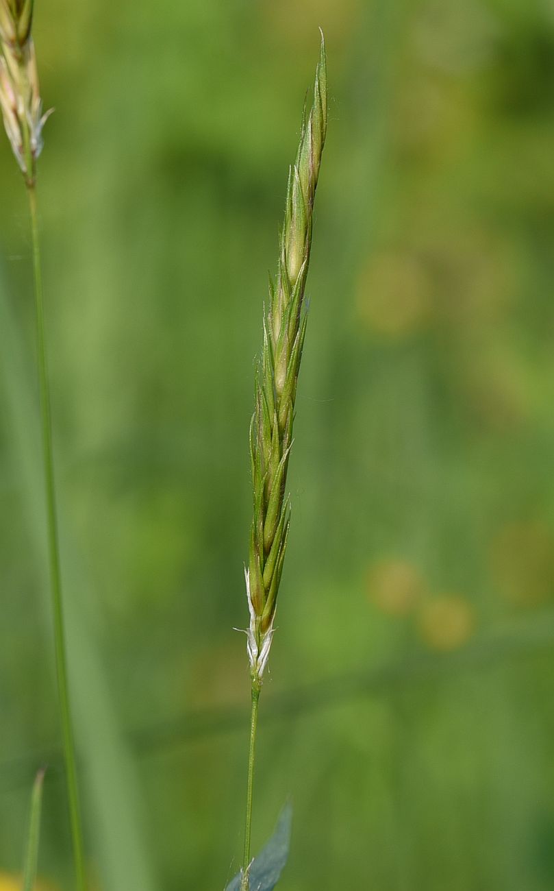 Изображение особи семейство Poaceae.