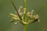 Silene chersonensis