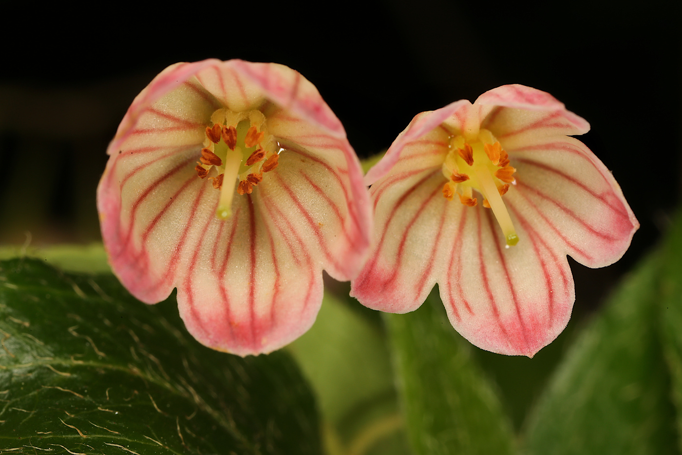 Image of Enkianthus campanulatus specimen.