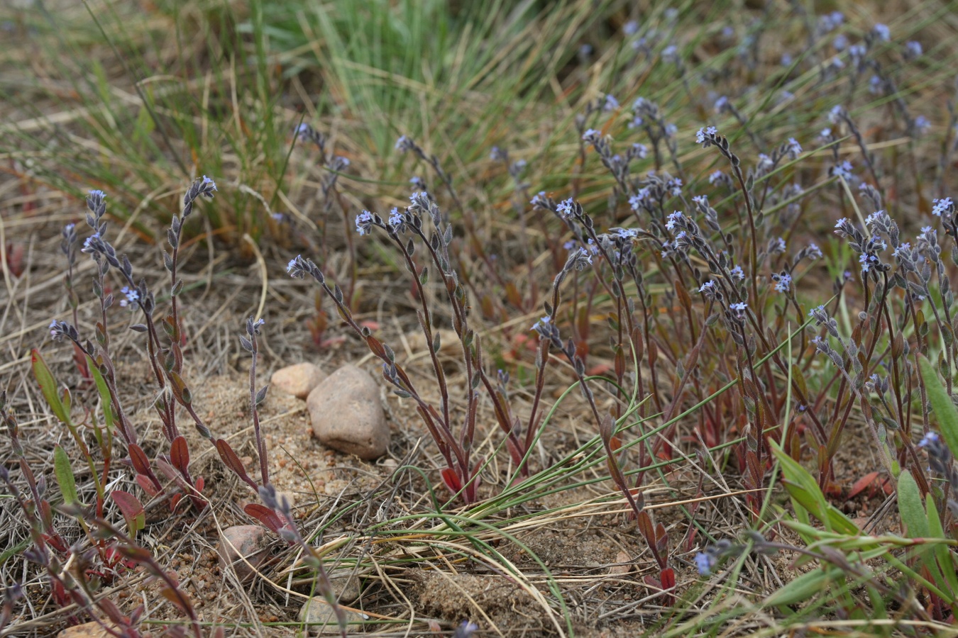 Image of Myosotis micrantha specimen.