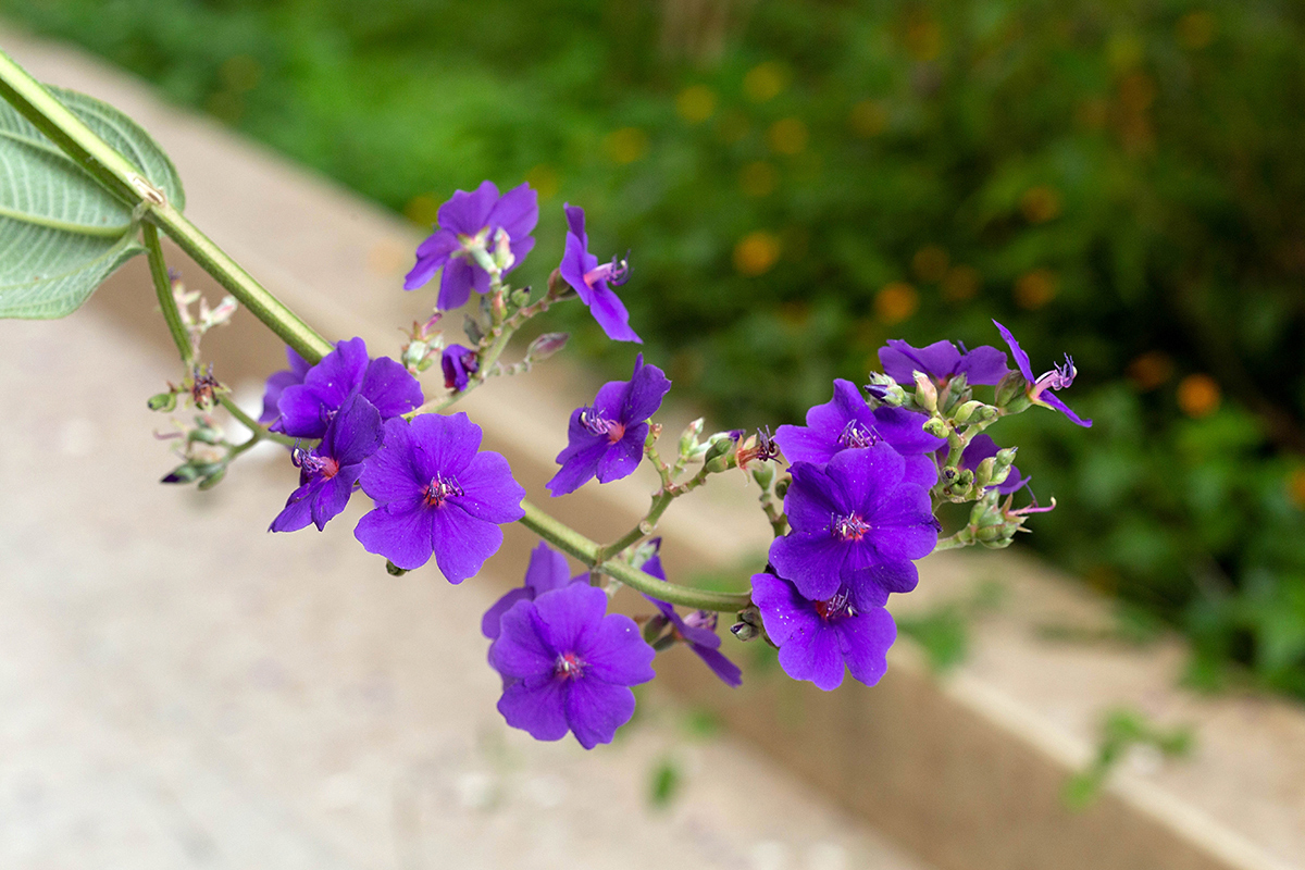 Изображение особи Tibouchina urvilleana.