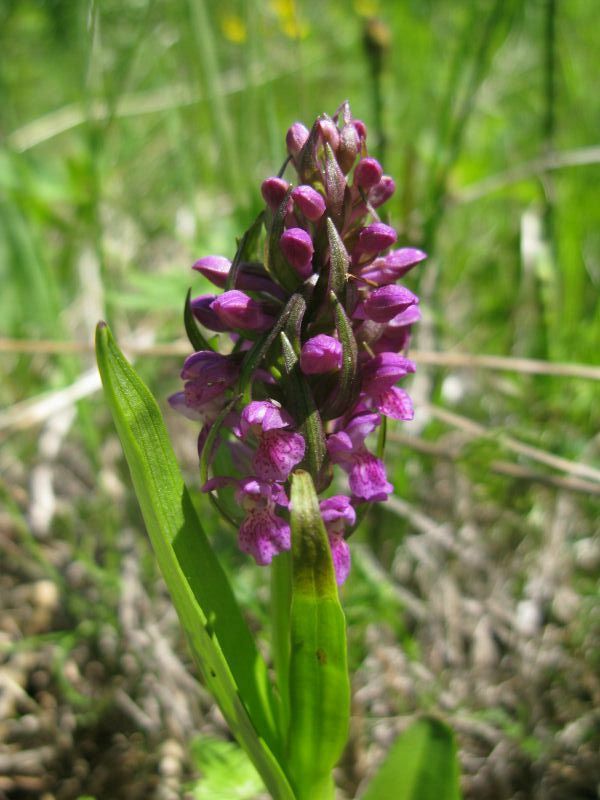 Изображение особи Dactylorhiza incarnata.