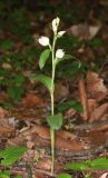 Cephalanthera damasonium. Цветущее растение. Дагестан, Табасаранский р-н, окр. с. Татиль, буковый лес. 23 мая 2022 г.