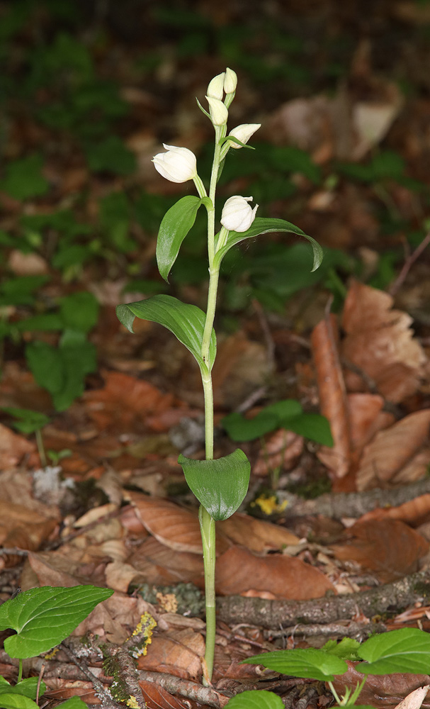 Изображение особи Cephalanthera damasonium.