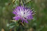 Centaurea iberica