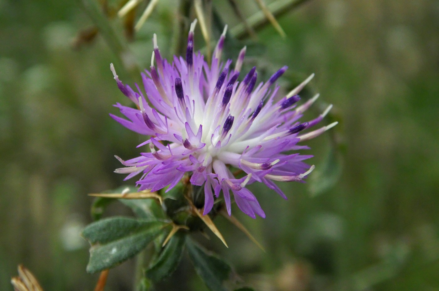Image of Centaurea iberica specimen.