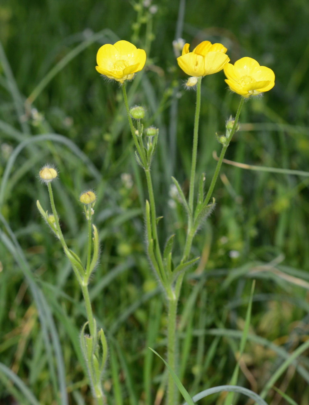 Изображение особи род Ranunculus.