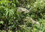 Sambucus nigra. Часть ветви с соцветиями. Абхазия, окр. г. Новый Афон, широколиственный лес, обочина грунтовой дороги. 19.05.2021.