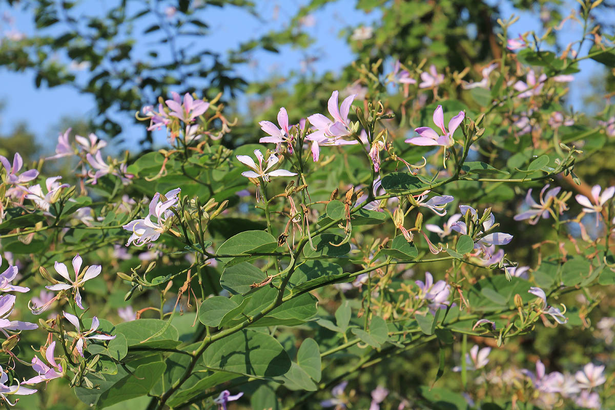 Image of familia Fabaceae specimen.