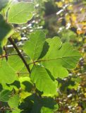 Rhus trilobata. Лист. Крым, Симферополь, ботсад университета. 1 ноября 2010 г.