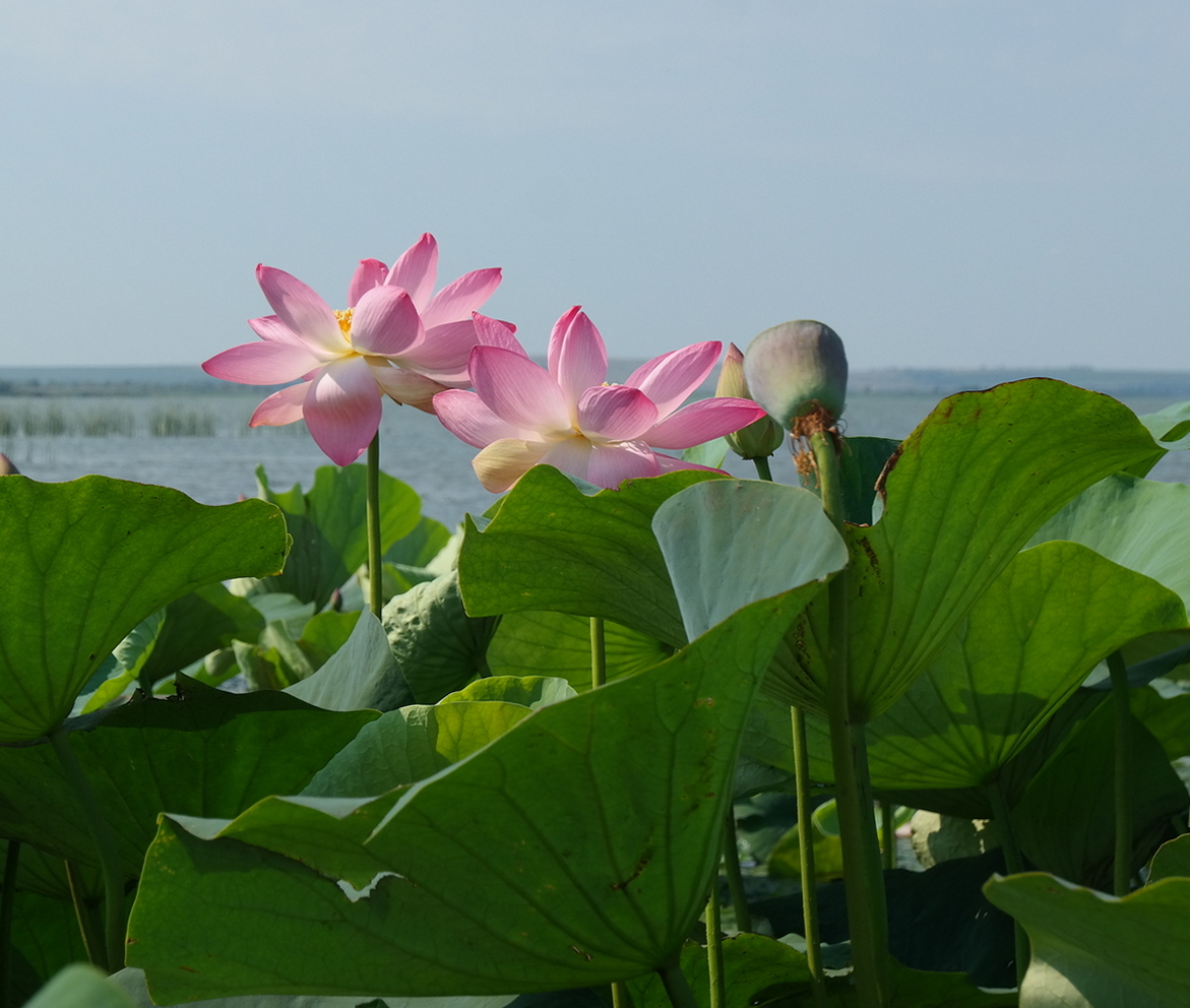 Изображение особи Nelumbo caspica.