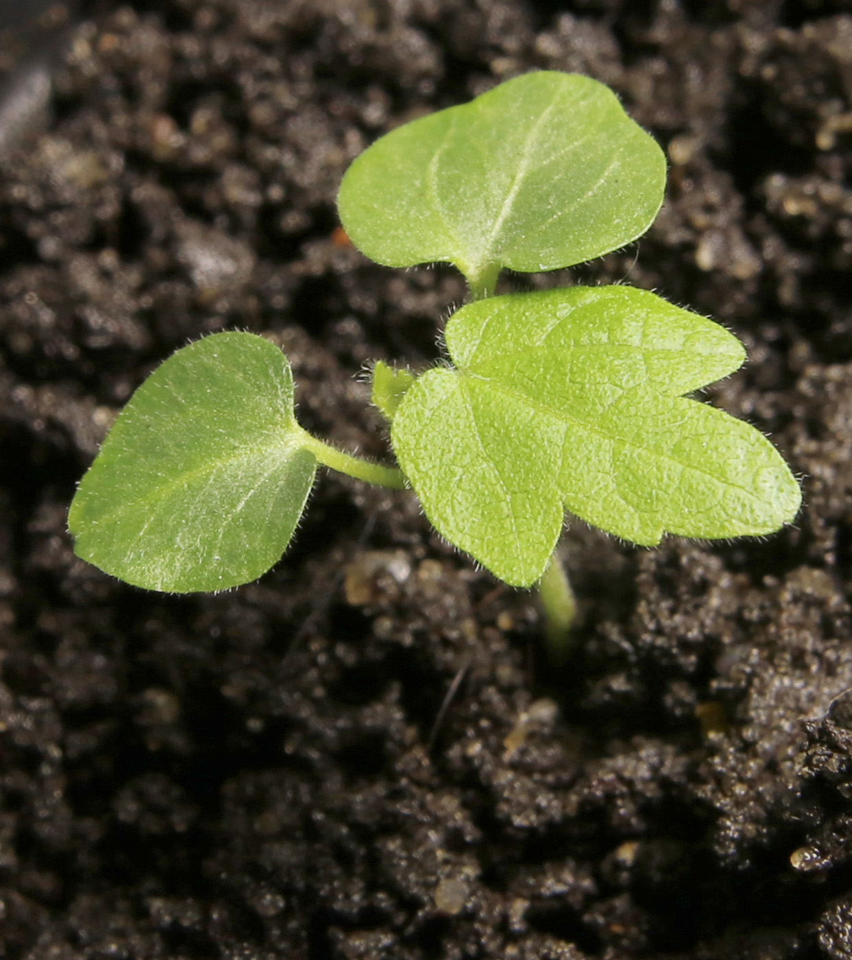 Image of Abutilon &times; hybridum specimen.