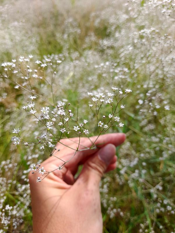 Image of Gypsophila paniculata specimen.