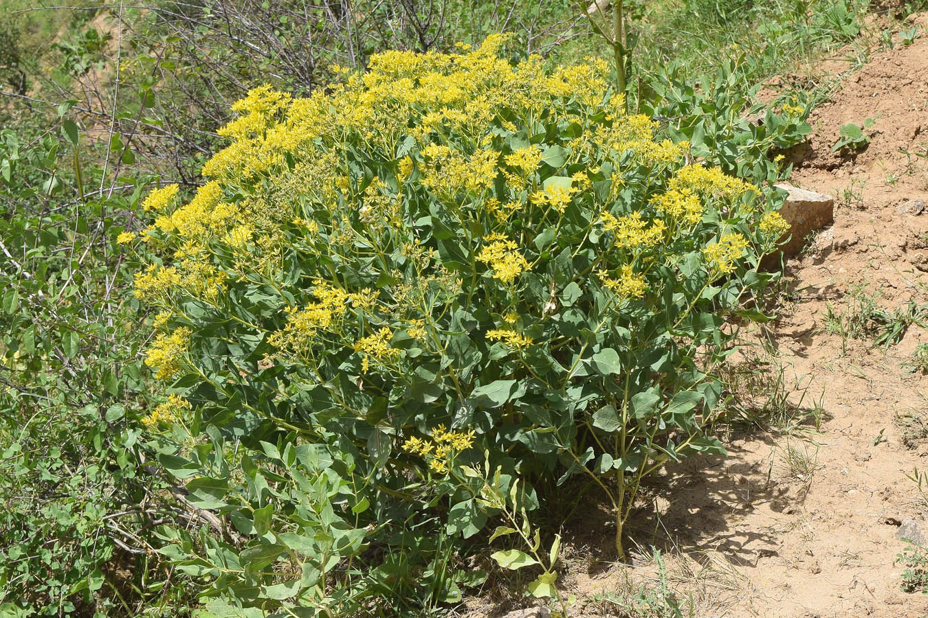 Image of Haplophyllum latifolium specimen.