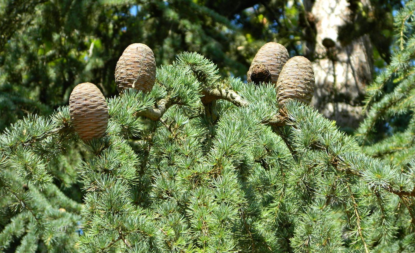 Изображение особи род Cedrus.