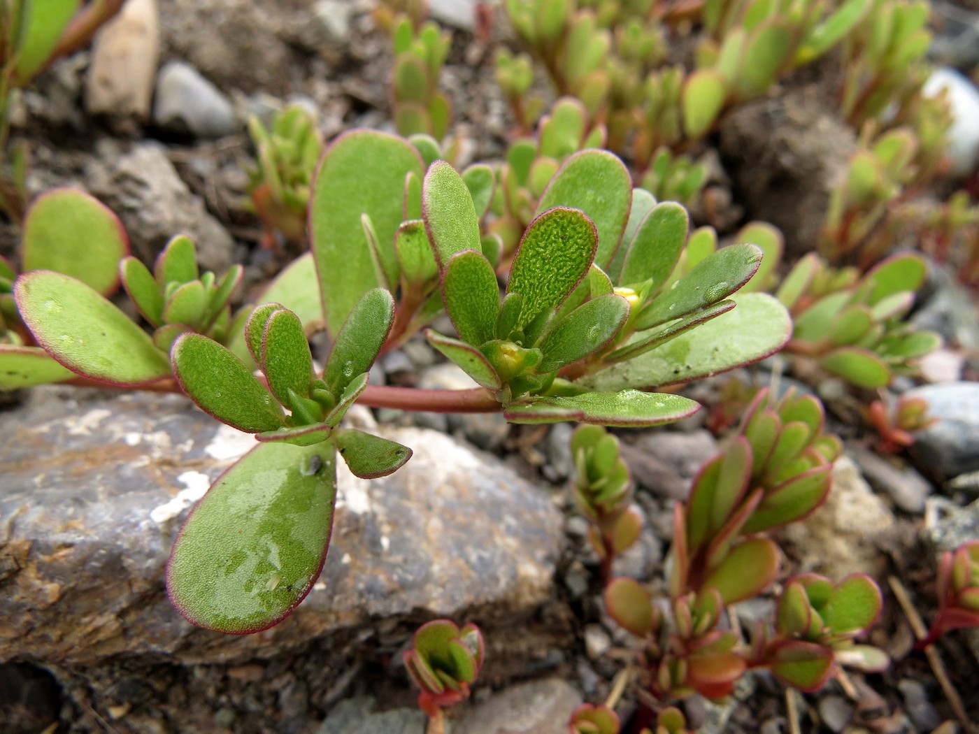 Image of Portulaca oleracea specimen.