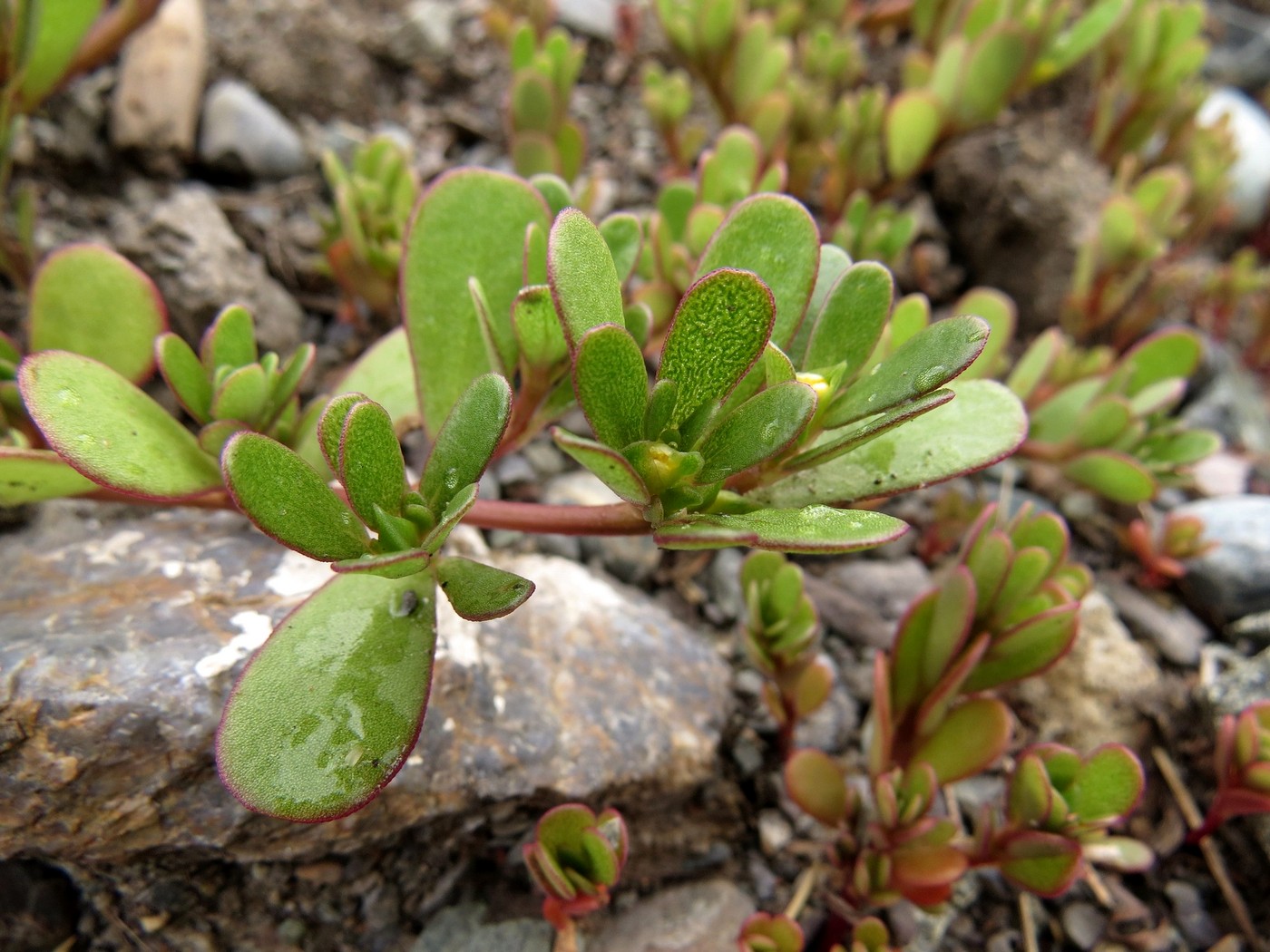 Изображение особи Portulaca oleracea.