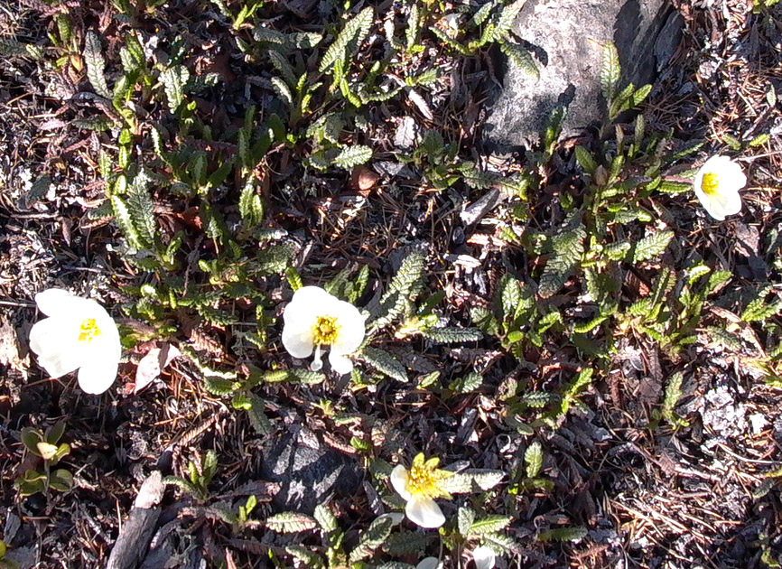 Image of Dryas viscosa specimen.