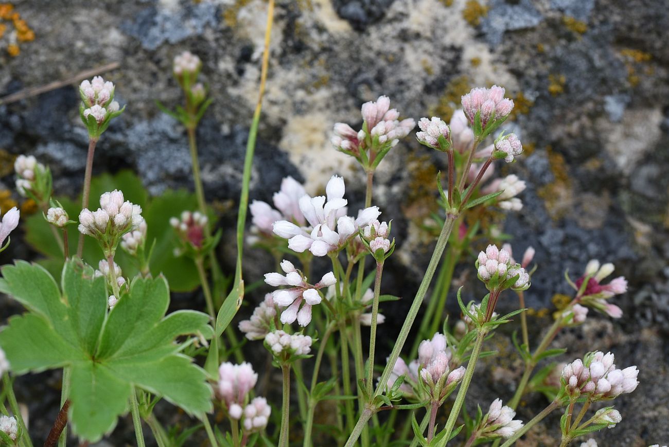 Изображение особи Asperula abchasica.