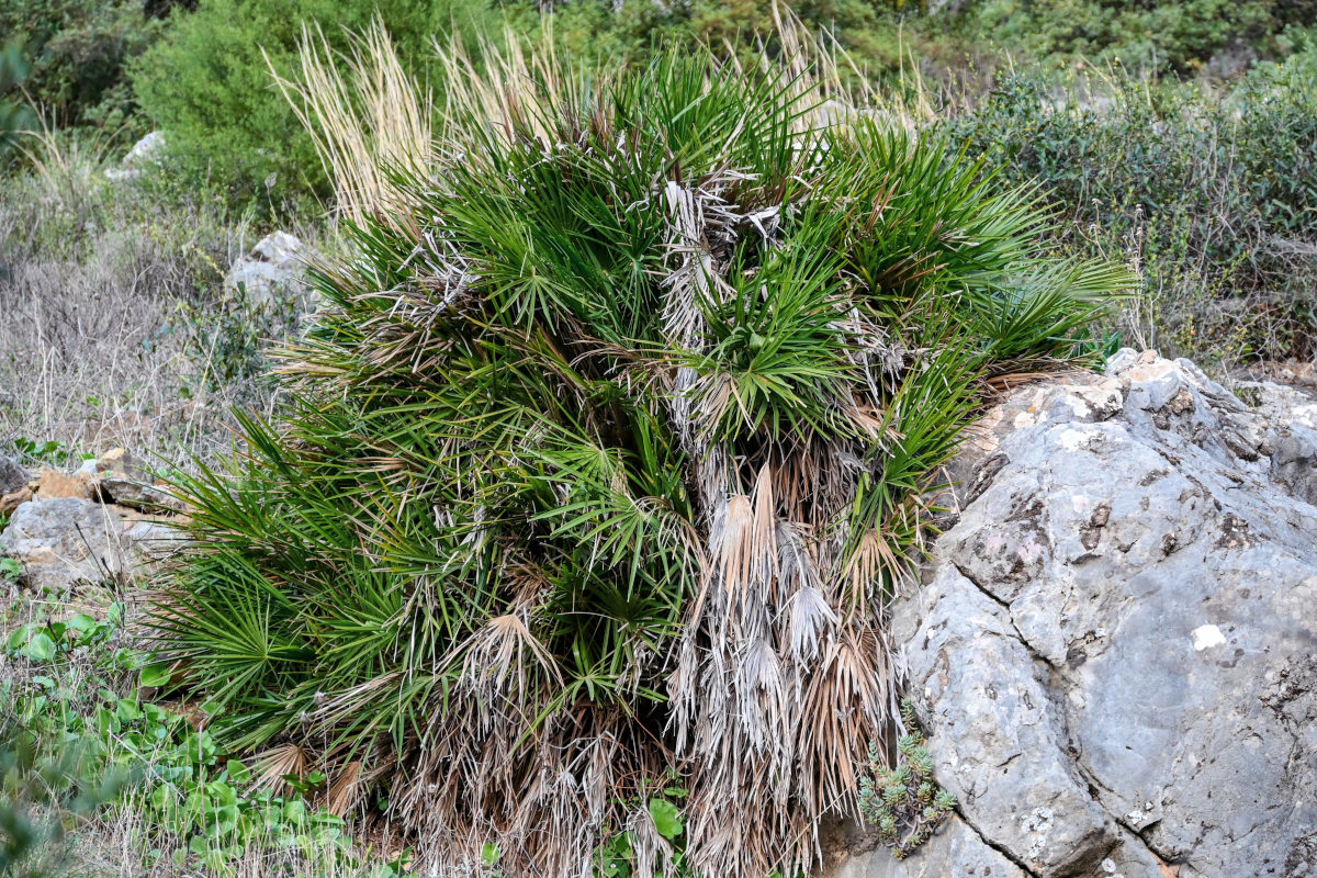 Image of Chamaerops humilis specimen.